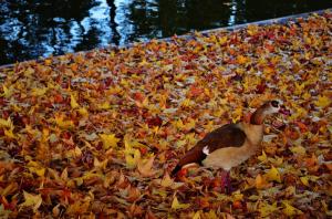 Autumn leaves at Parc Bordelais